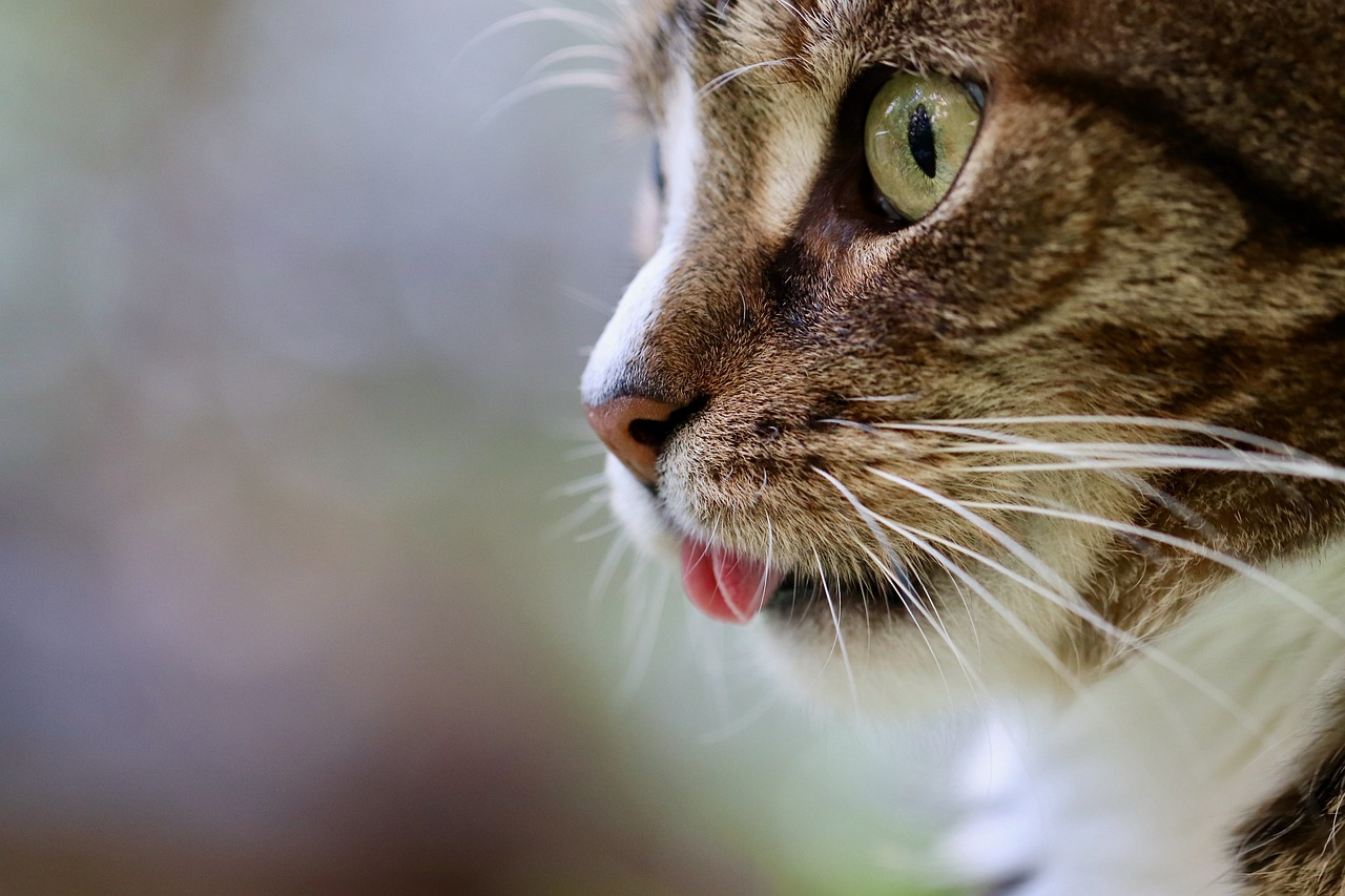 10 Facts You Didn’t Know About Cat Whiskers