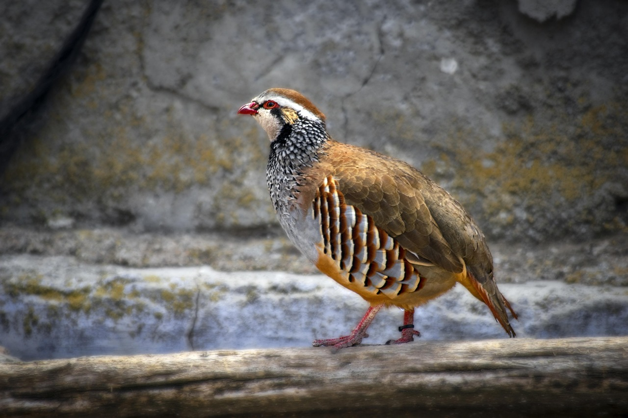15 Birds With Snazzier Hairdos Than You