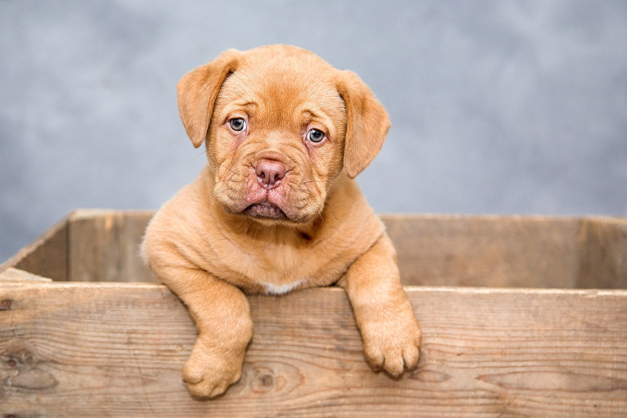 Surprising Animal Facts