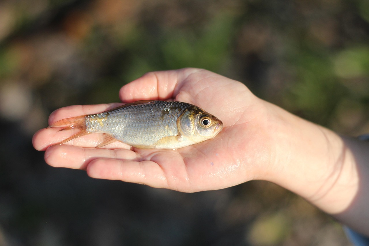 7 Animals That Can Survive Without Oxygen for Hours