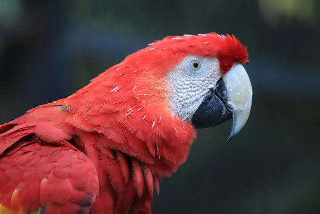 parrot