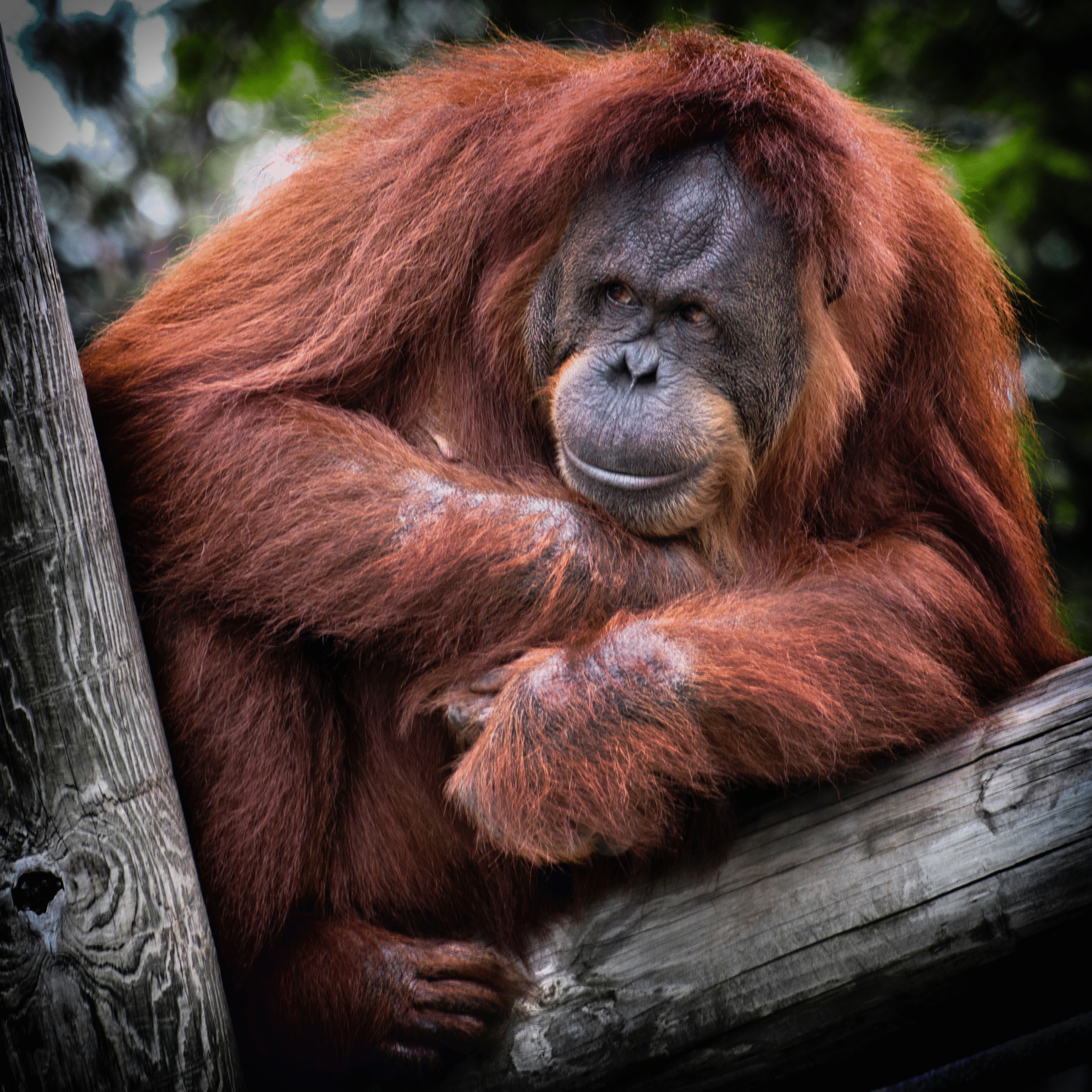 Reasons Animals Become Endangered