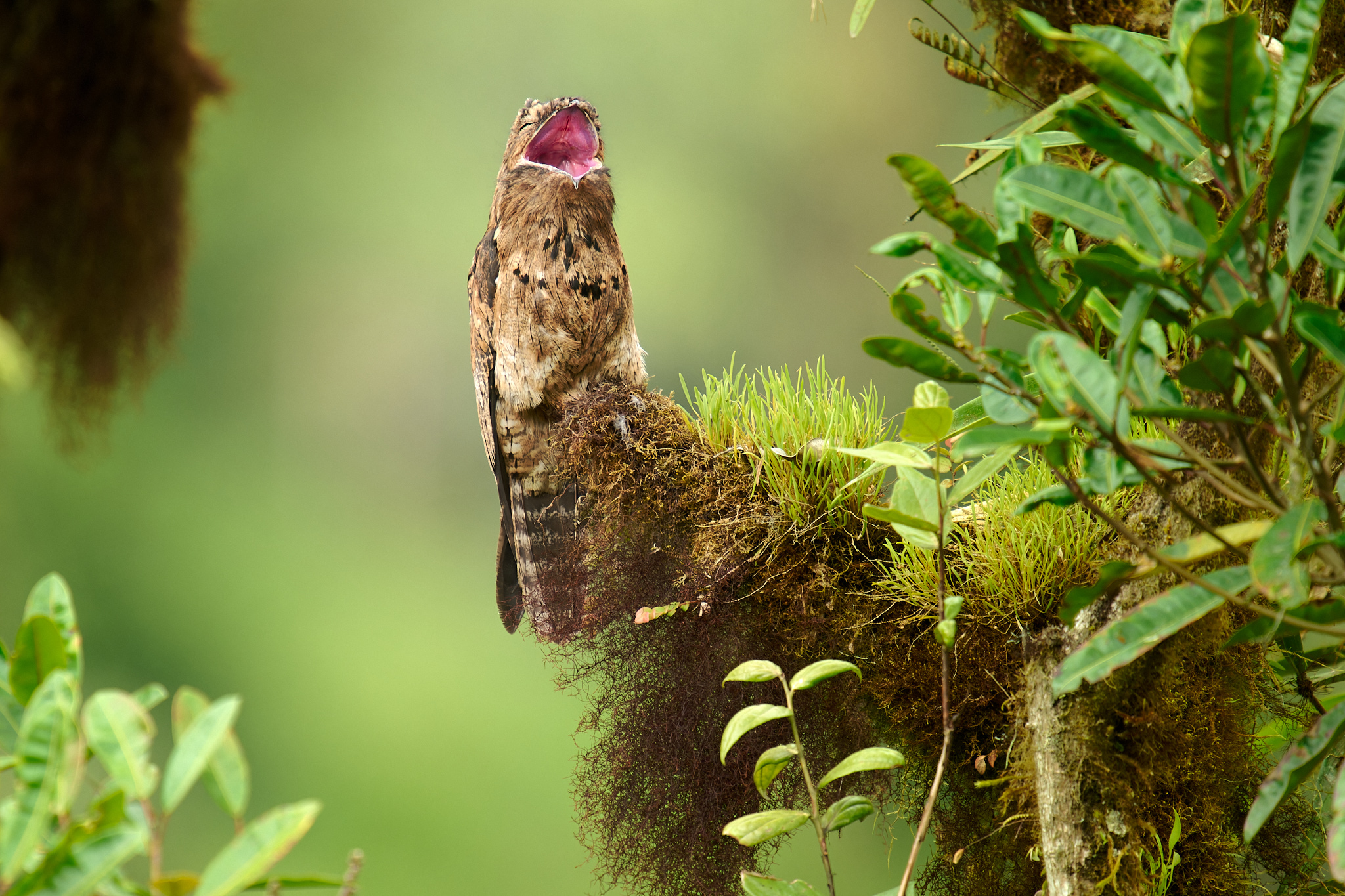15  Facts About Potoo