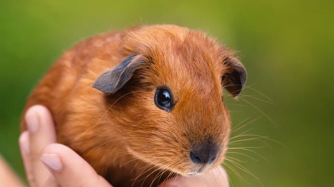 Why Are Guinea Pigs Called That?